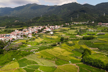 In pics: Rice fields taking on vibrant hues in Xiamen, SE China's Fujian