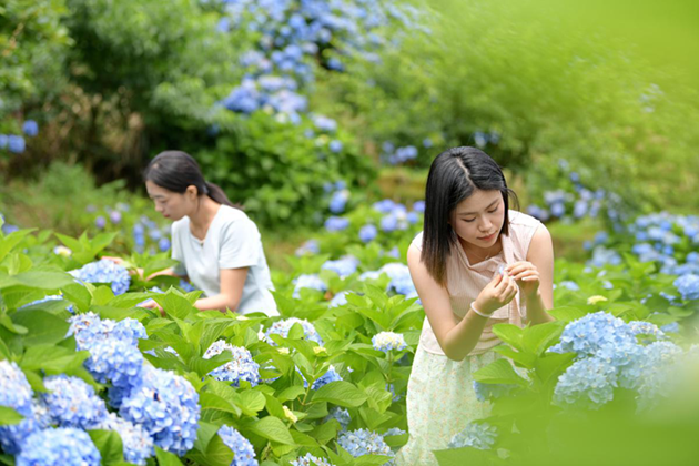 Blue hydrangeas blanket Fujian valley as peak viewing season arrives