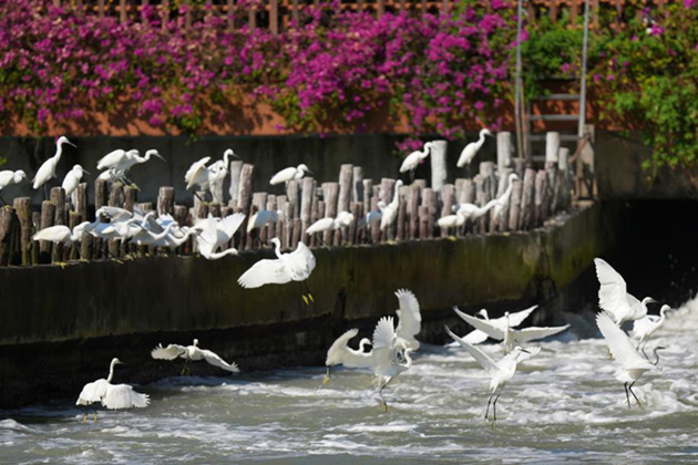 Egrets gather at Fujian's Yundang Lake sluice during tidal exchange