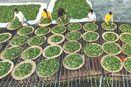 Leafing through a tasteful tradition
