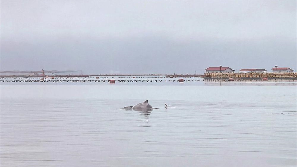 中华白海豚现身福安海域