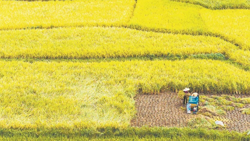 厦门市集美区灌口镇田头村早稻迎来收割季