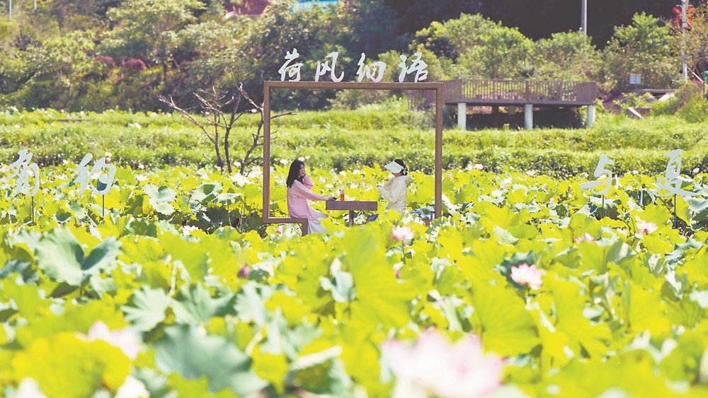 荷塘美景迎客来