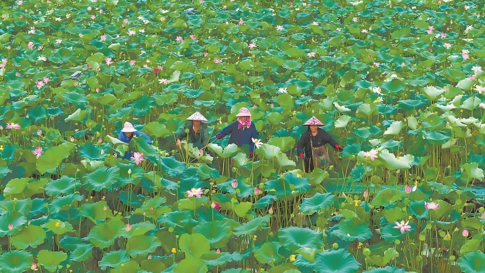 农户抢抓时节采摘莲子
