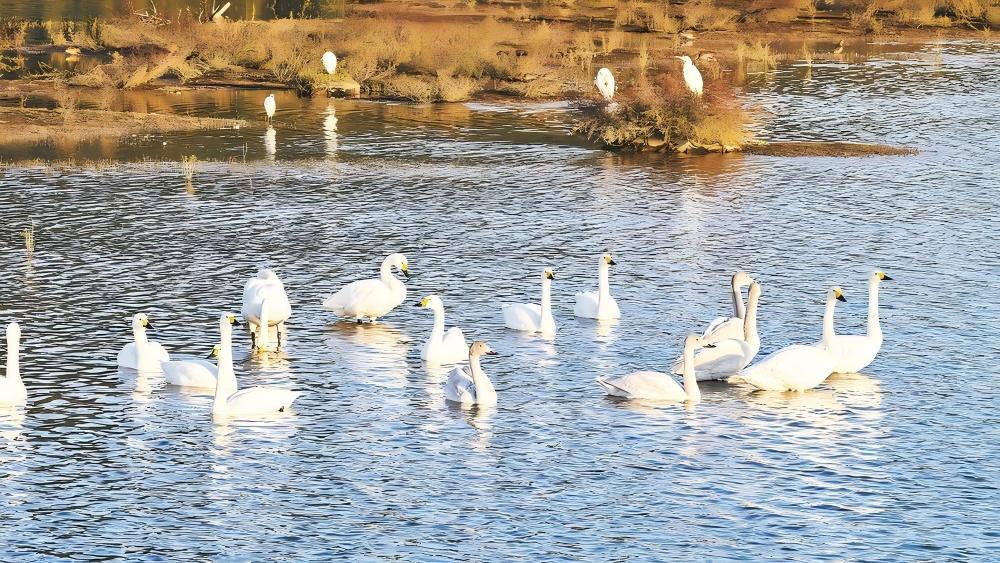 这群白天鹅爱上崇阳溪