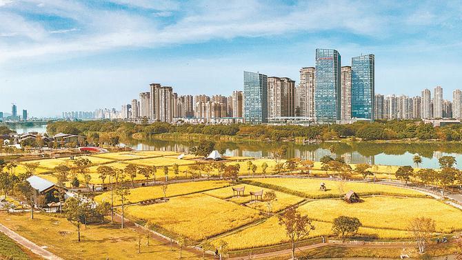 漳州市龙江岁月稻田花海景区金黄稻田如锦缎铺展