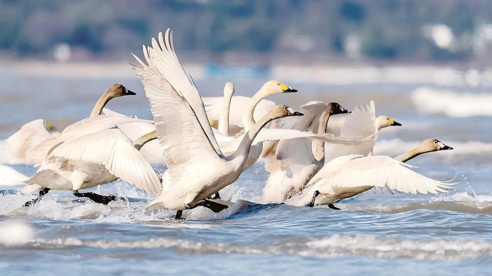 小天鹅在闽江河口湿地国家级自然保护区核心区