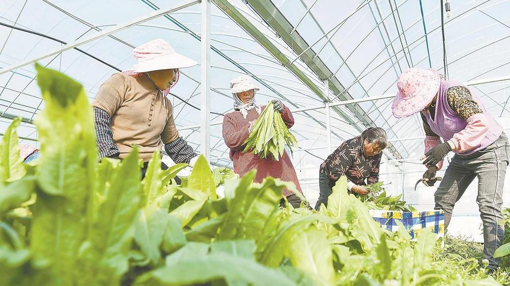 村民在蔬菜大棚种植基地里采摘油麦菜、生菜