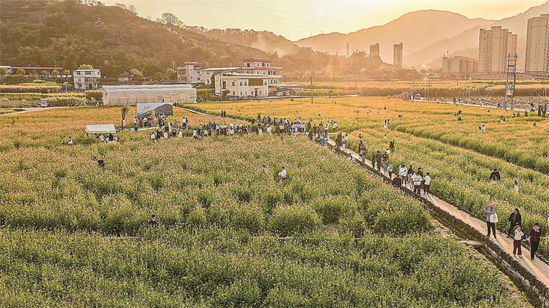 花海为台 踏春高歌