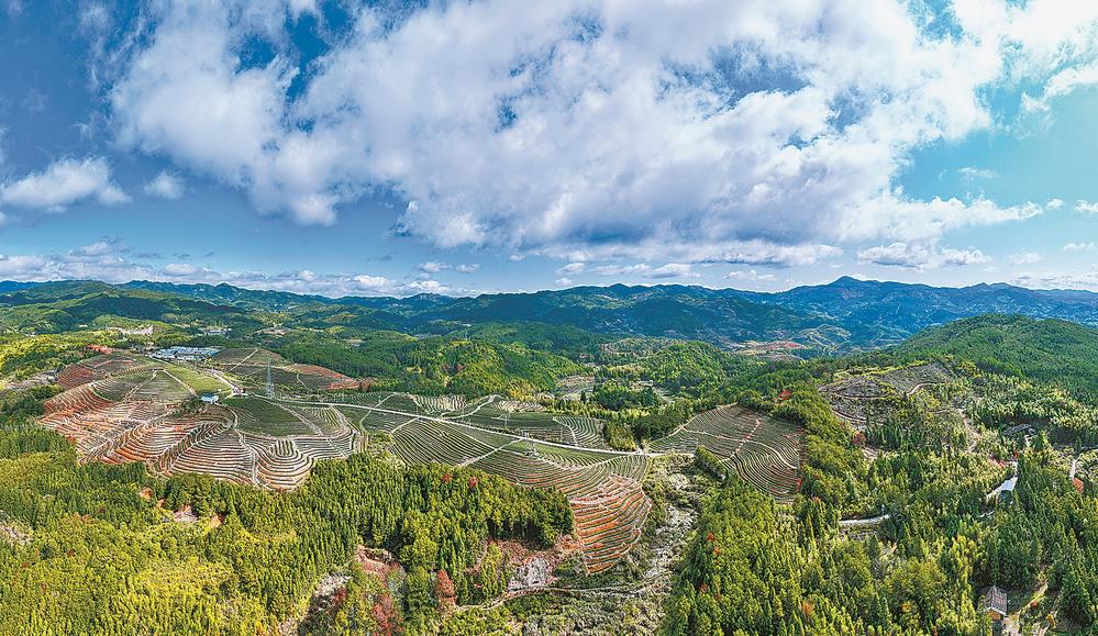 高山茶园春茶飘香