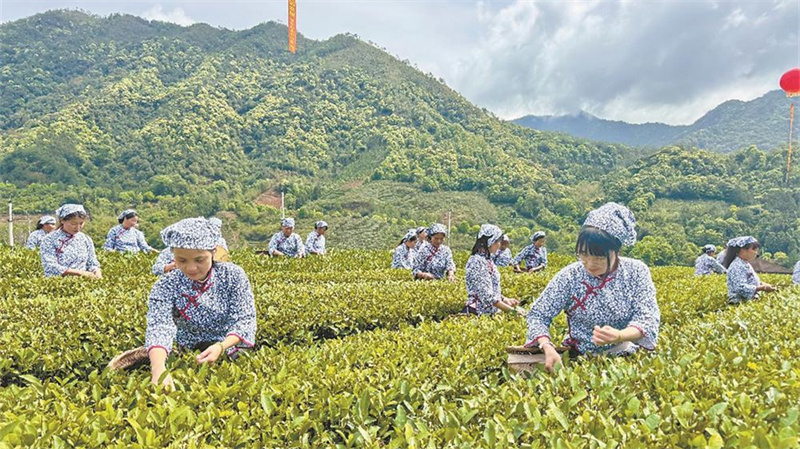 漳平水仙茶开采