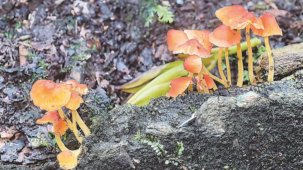 天宝岩“菌”事