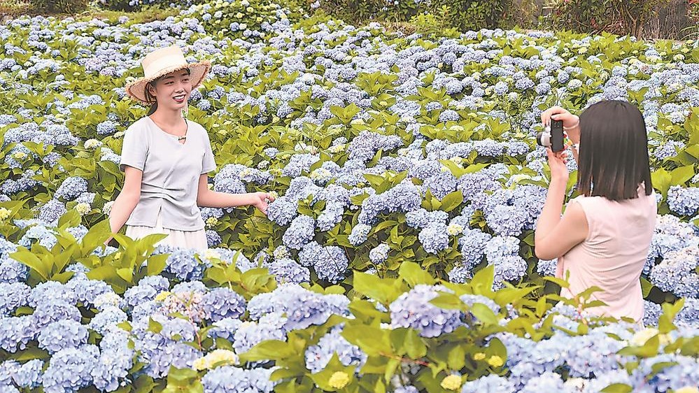 闽侯：绣球花迎来盛花期
