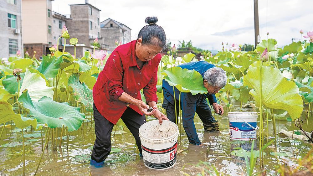 荷塘里，他们收上了螺