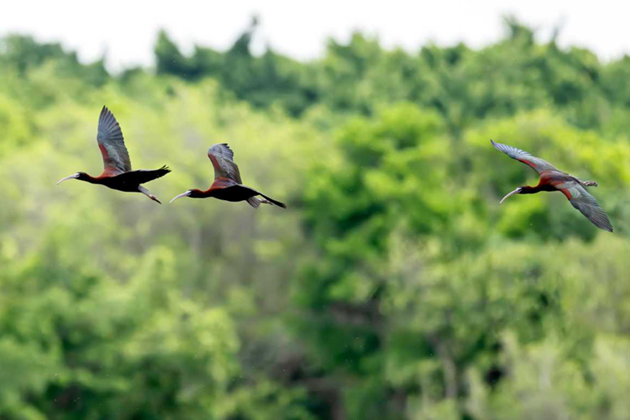 Rare glossy ibises spotted at Fujian wetland park