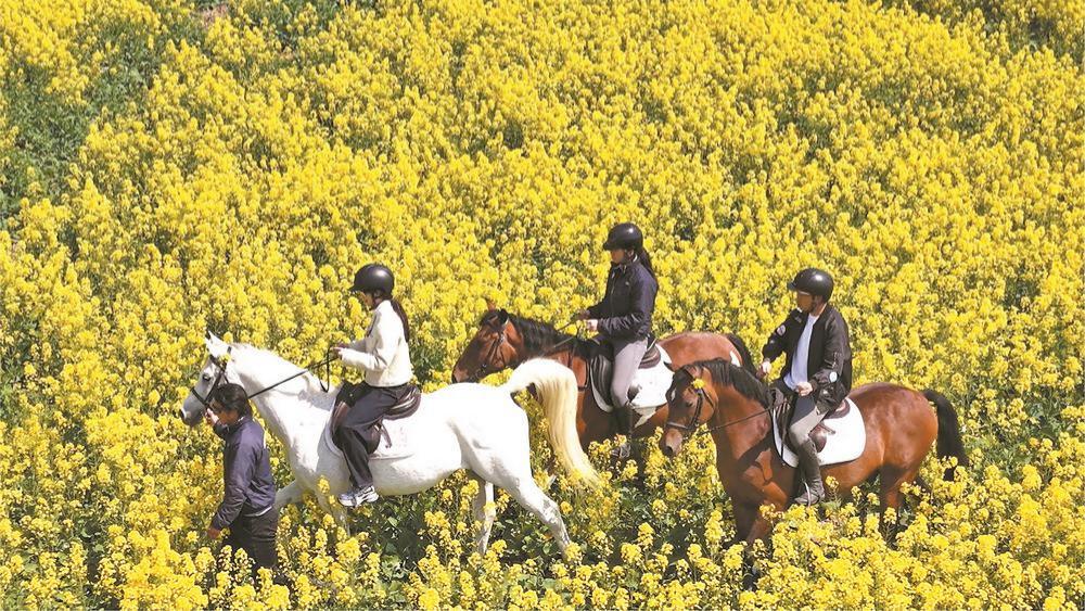 轮作种植从“一季花开”到“四季常春”
