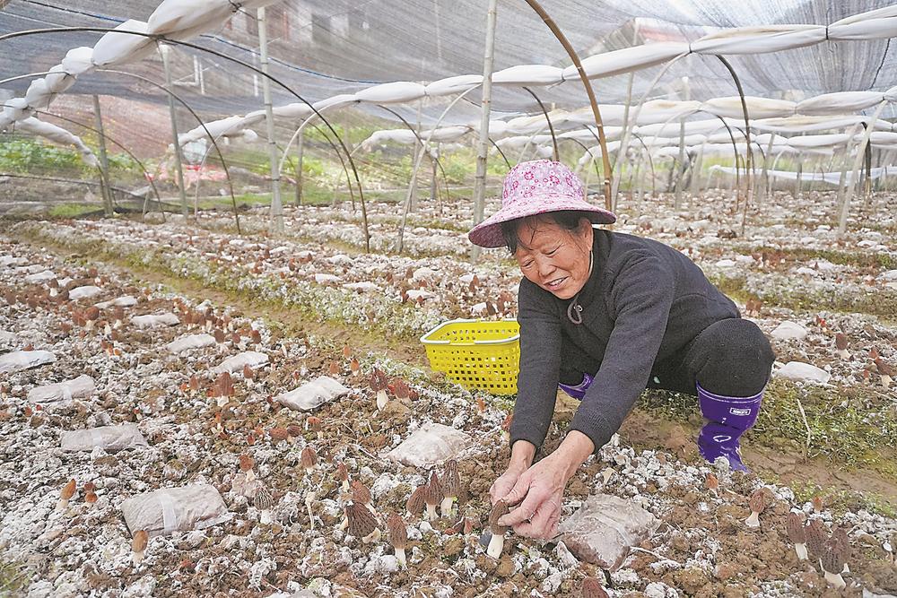 水稻n轮作蹚出增收新稻路
