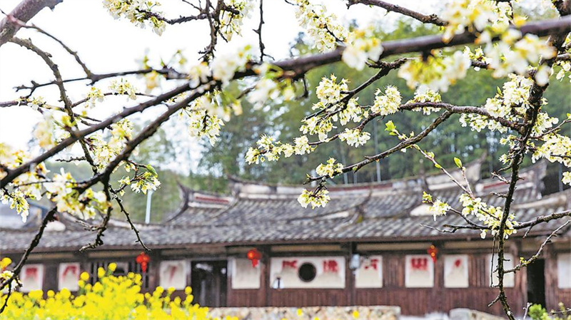 芙蓉李花盛開